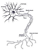 Nerve in Tagalog .